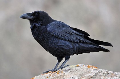 The common raven