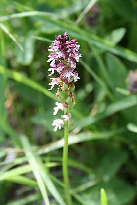 The burnt-tip orchid