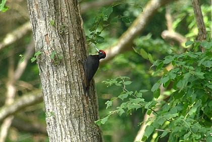 The black woodpecker