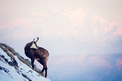 The Chamois: A fleece for every season