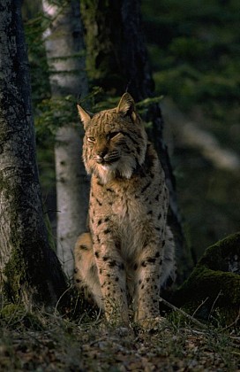 The Eurasian lynx, an emblematic animal of the Jura mountains