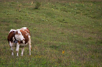 An unsuspecting artist: The Montbeliarde cow