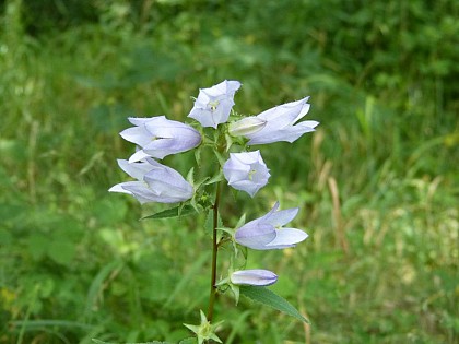 The creeping bellflower