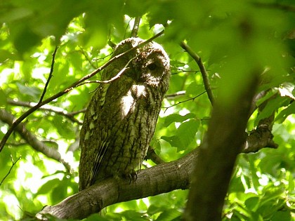 The tawny owl