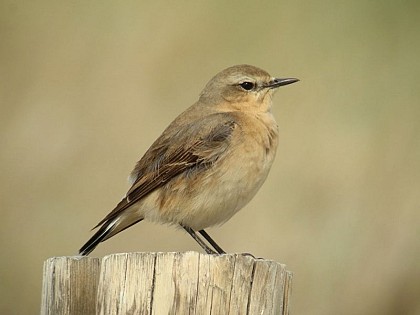 The northern wheatear