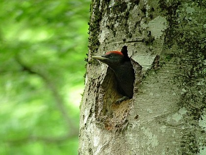 Le Pic noir et le coucou