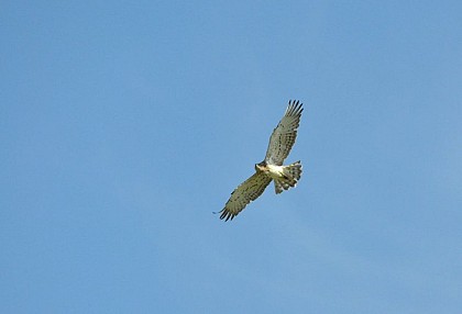 The short-toed snake eagle