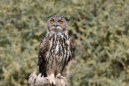 The Eurasian eagle-owl
