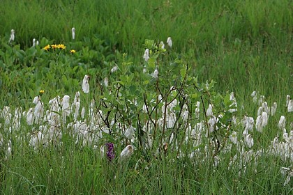 The low marsh