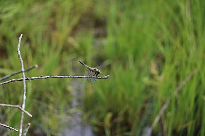 Dragonflies