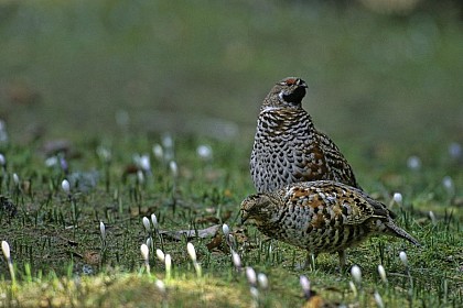 La Gélinotte des bois, un oiseau très discret