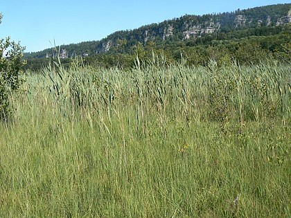 Reed beds