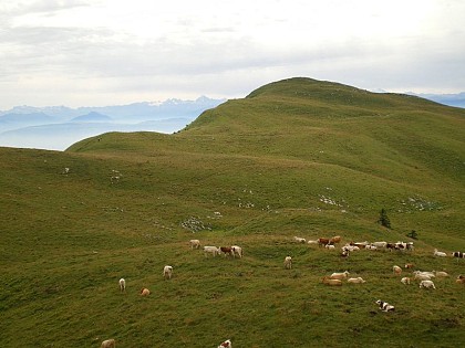 La Réserve Naturelle Nationale de la Haute Chaîne du Jura