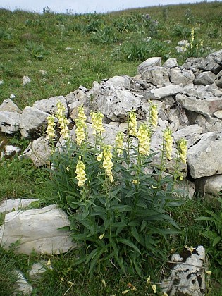 Les vestiges du village d'alpage de Varambon