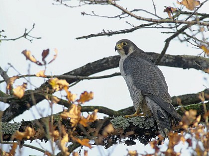 The Peregrine Falcon