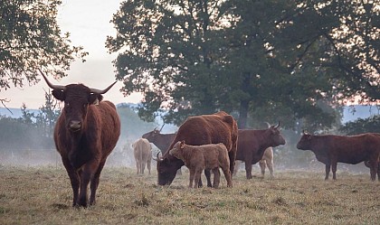 GAEC Blondeau - Elevage Salers