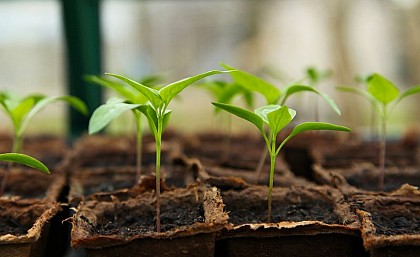 Le Potager du Mas Léger