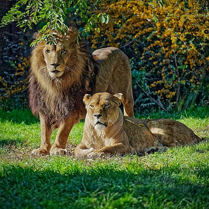 Parc Zoologique Le Domaine des Fauves