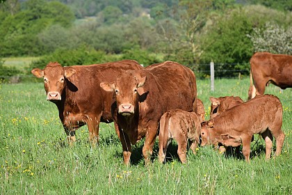 Aire de stationnement à la ferme