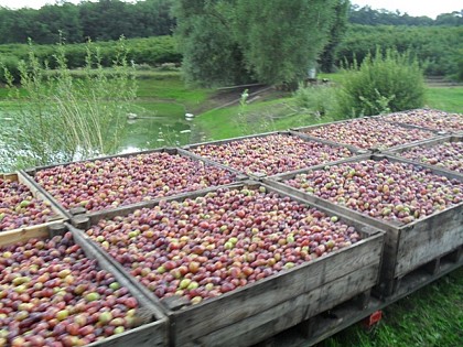 Le "Diamant noir" chez François Saphy