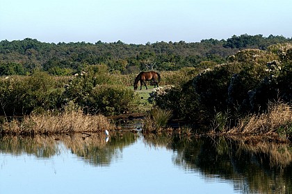De la Maison de la nature à La Pointe du Teich