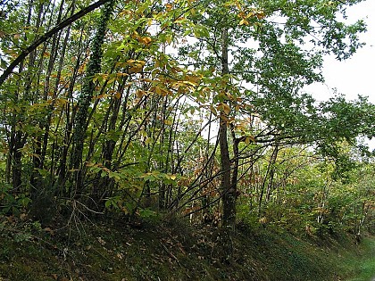 La forêt du Landais