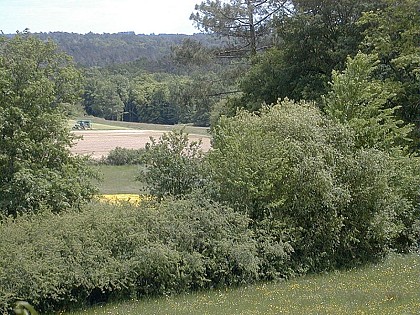 La forêt du Landais