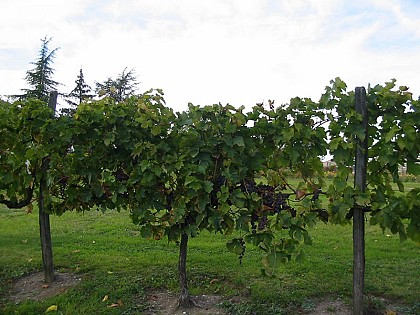 Les vignobles de Bergerac