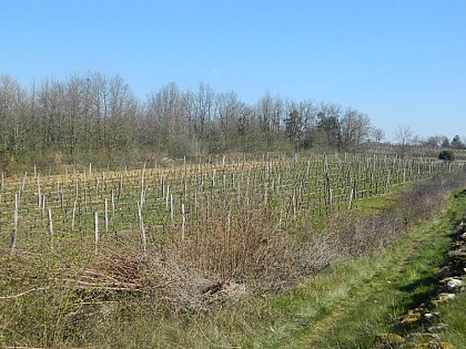 Les Vignes