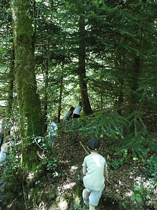 Hêtraie et pic noir