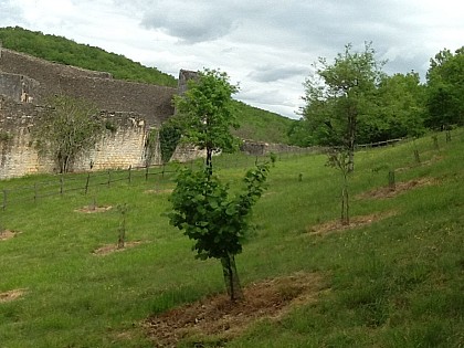 Truffière pédagogique