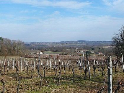 Les vins de Saussignac