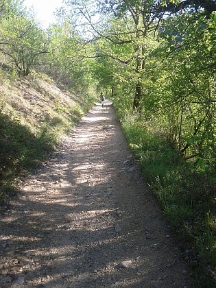 La forêt de la Bessede