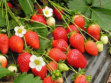 Plantations fraises et fruits