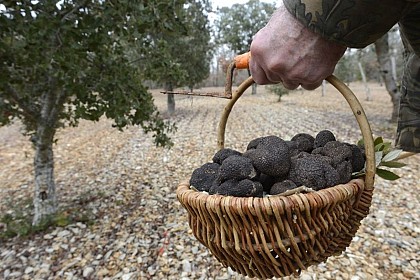 La ferme aux truffes
