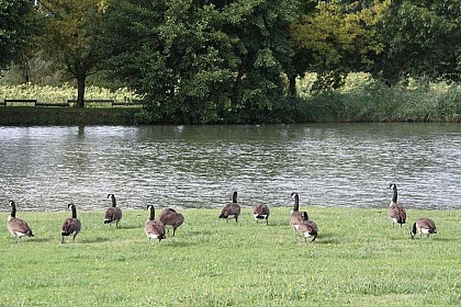 Lac Arfel