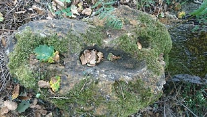 le pied du juif errant