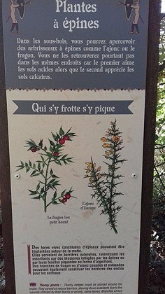 Les plantes à épines