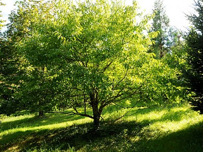 Arboretum de Montagnac
