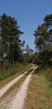La forêt du Landais