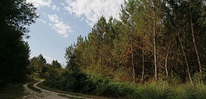 La forêt du Landais