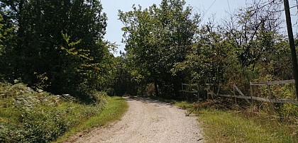 La forêt du Landais