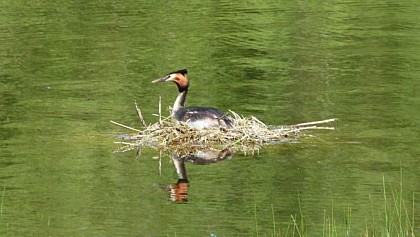 Les oiseaux migrateurs