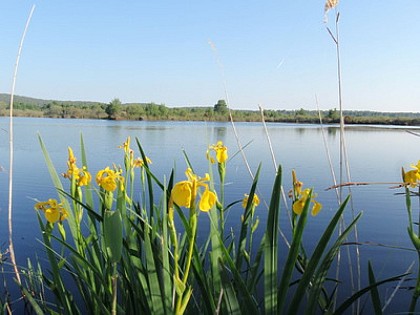 La Réserve Naturelle des Dunes et Marais d'Hourtin