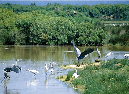 Réserve ornithologique du Teich