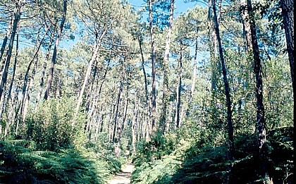 THE FOREST LANDS OF THE LANDES DE GASCOGNE NATURE PARK