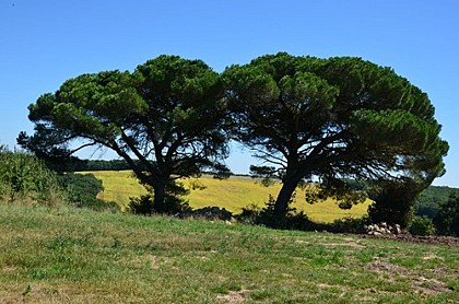Pins parasols Au Grès