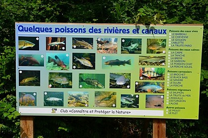 Panneau thématique B "Les poissons de rivières et canaux"
