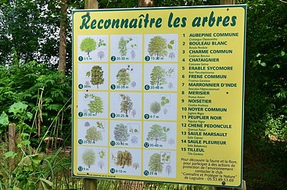 Panneau thématique D " reconnaître les arbres"