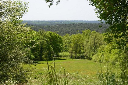Panorama sur la forêt